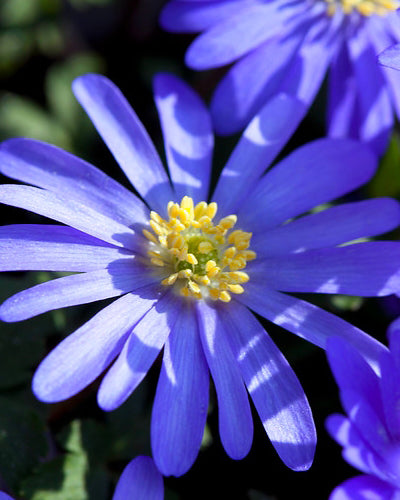 Anemone blanda 'Blue Shades'