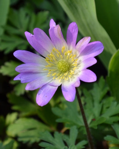 Anemone blanda 'Charmer'