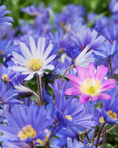 Anemone blanda mix