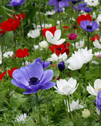 Anemone 'De Caen' yleinen