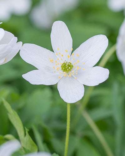 Anemone nemorosa