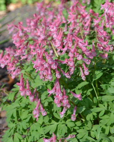 Corydalis 'Beth Evans'