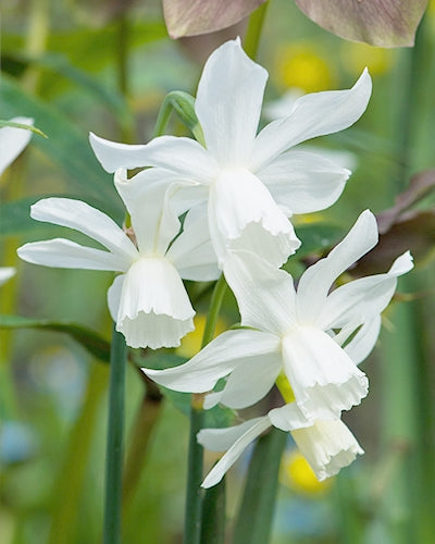 Narcissus t. 'Thalia'