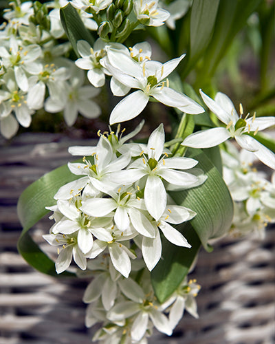 Ornithogalum 'Balansae'