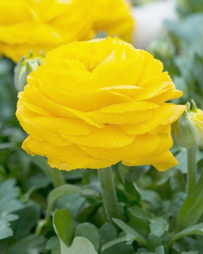 Ranunculus keltainen