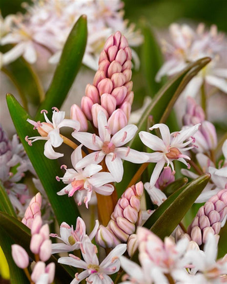 Scilla bifolia 'Rosea'