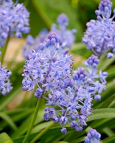 Scilla litardierei