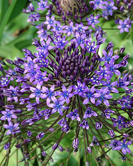 Scilla peruviana