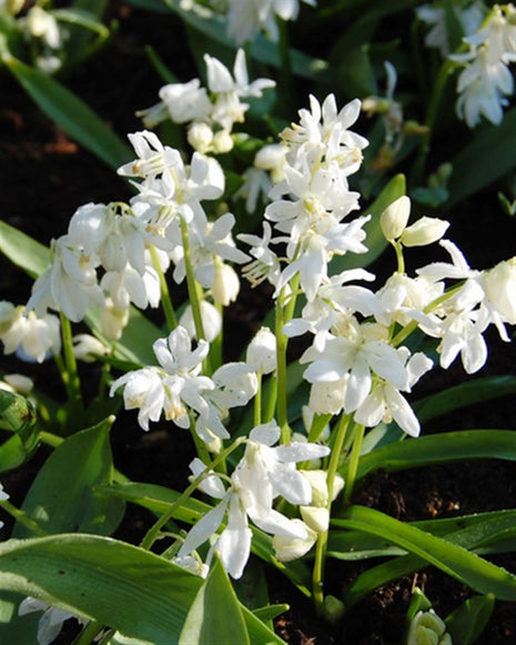 Scilla siberica 'Alba'