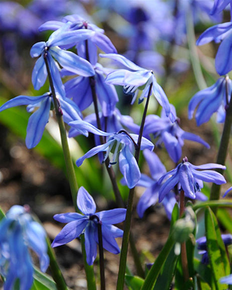 Scilla siberica