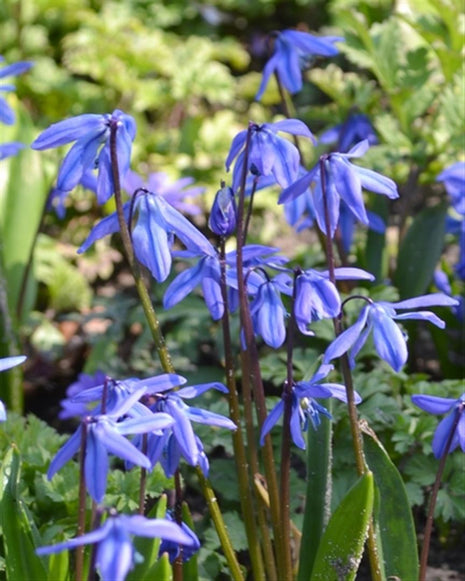 Scilla sibir. 'Spring Beauty'