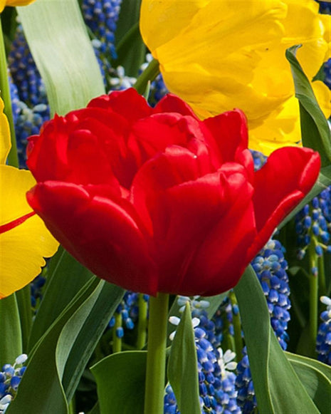 Tulipa 'Abba'