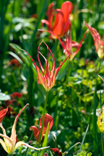 Tulipa acuminata