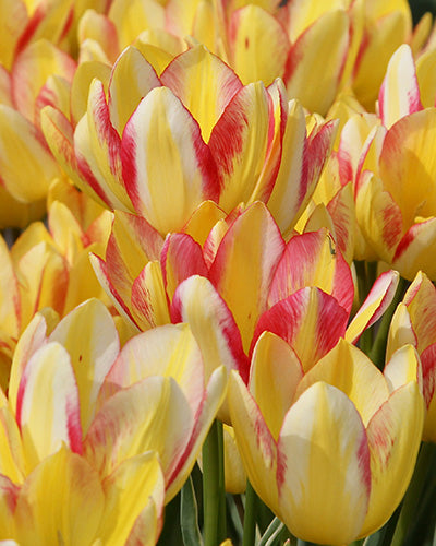 Tulipa 'Antoinette'