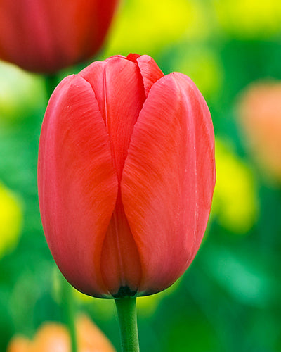 Tulipa 'Apeldoorn'