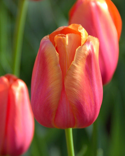 Tulipa "Avignon"