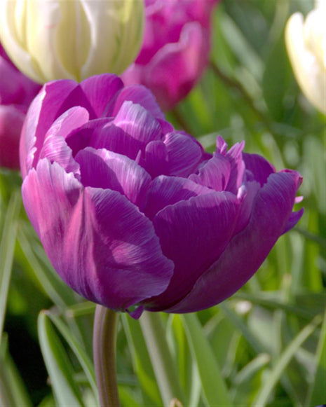 Tulipa "Blue Diamond"