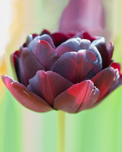 Tulipa 'Black Hero'