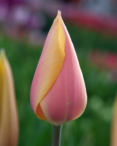 Tulipa 'Blushing Lady'