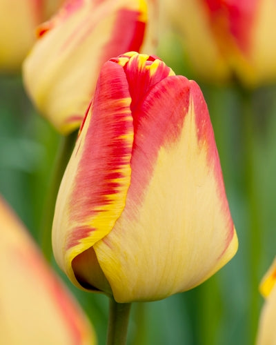 Tulipa 'Banja Luka'