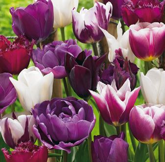 Tulipa Blueberry Mix