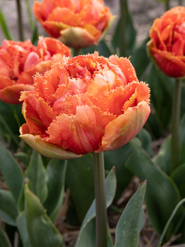 Tulipa 'Brisbane'