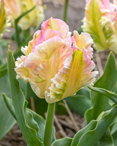 Tulipa 'Cabanna'