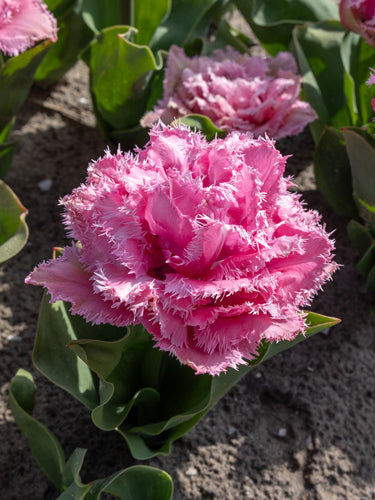 Tulipa 'Cairns'