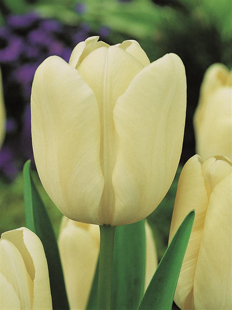 Tulipa 'Creme Fraiche'