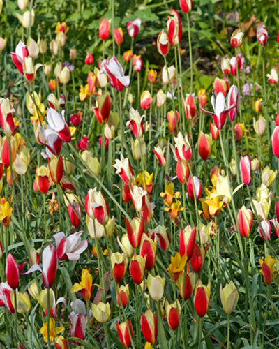 Tulipa clusiana sekoitus