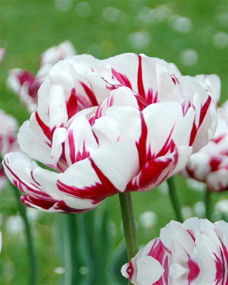 Tulipa 'Carnaval de Nice'