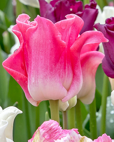 Tulipa 'Crown of Dynasty'