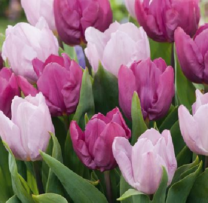 Tulipa 'Candy Purple Prince' MIX