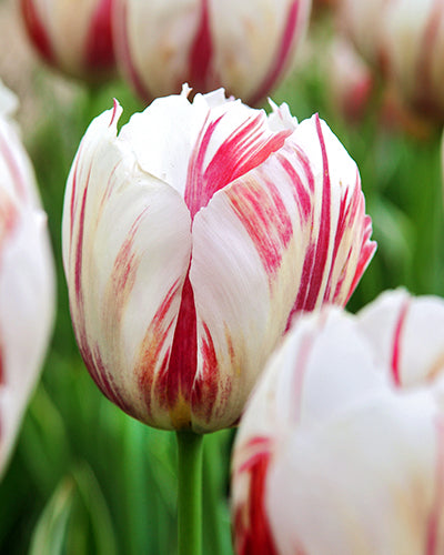 Tulipa 'Carnaval de Rio'