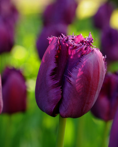 Tulipa 'Curly Sue'