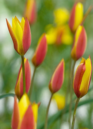Tulipa clusiana 'Tubergen's Gem'