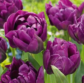 Tulipa 'Double Lilac'