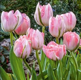 Tulipa 'Double Pink'