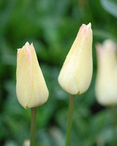 Tulipa 'Elegant Lady'