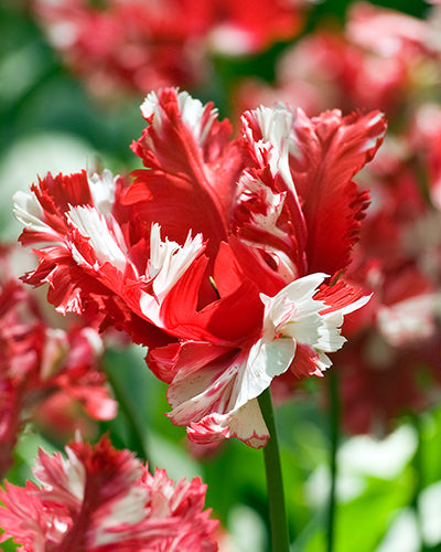 Tulipa 'Estella Rijnveld'