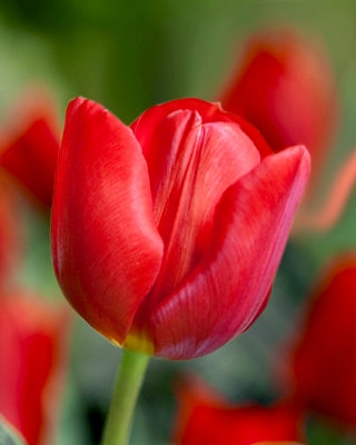 Tulipa "pako"