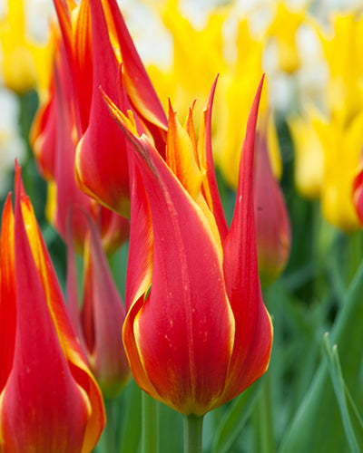 Tulipa "lentää pois"