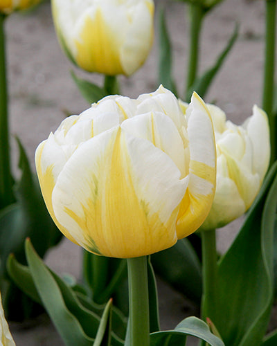 Tulipa "Flaming Evita"