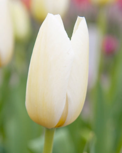 Tulipa 'Francoise'