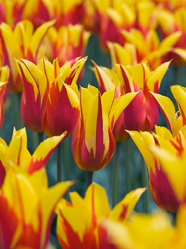 Tulipa "Fire Wings"