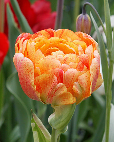 Tulipa "Gudoshnik Double"