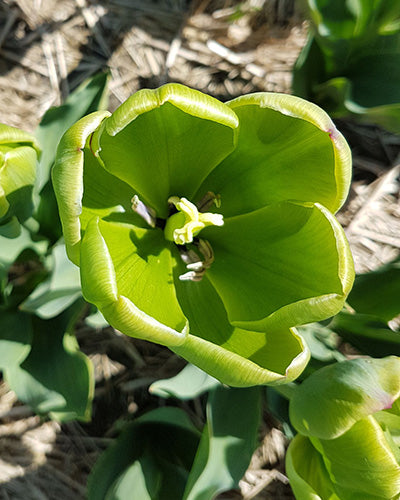 Tulipa "vihreä voima"