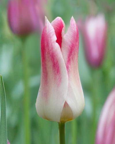 Tulipa 'Holland Chic'