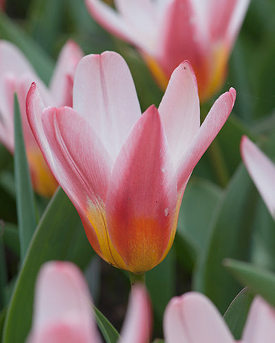 Tulipa 'Heart's Delight'