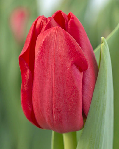 Tulipa 'Heartbreaker'